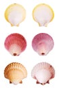 Scallop shells Royalty Free Stock Photo