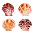 Scallop shells Royalty Free Stock Photo