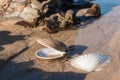 Scallop shells on beach at low tide