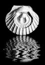 Scallop shells in black and white Royalty Free Stock Photo