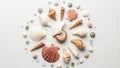 Scallop shells conchs and spiral shells exhibiting hues of white brown Royalty Free Stock Photo