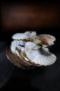 Scallop Shells Royalty Free Stock Photo