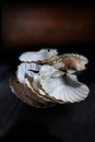 Scallop Shells