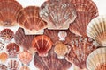 Scallop Shells Abstract Natural Background Royalty Free Stock Photo