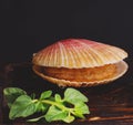Scallop in the shells lies on the board, healthy food