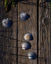 Scallop Shells on Weathered Wood Royalty Free Stock Photo