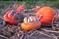 A scallop squash variety of pumpkin in the field