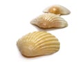 Scallop trio Royalty Free Stock Photo