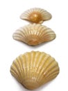 Scallop trio sea shells Royalty Free Stock Photo