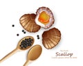 Scallop Vector realistic seafood. Fresh shellfish. 3d detailed illustrations