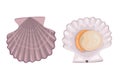 Scallop on white background, seafood Royalty Free Stock Photo
