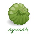 Scalloped custard squash vector