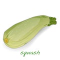 Scalloped custard squash vector