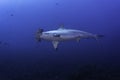 Scalloped hammerhead n the blue