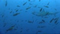 Scalloped hammerhead shark Sphyrna lewini around cleaning station. Wolf island. Galapagos islands.