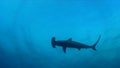 Scalloped hammerhead shark Sphyrna lewini around cleaning station. Wolf island. Galapagos islands.