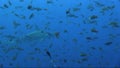 Scalloped hammerhead shark Sphyrna lewini around cleaning station. Wolf island. Galapagos islands.