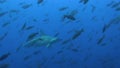 Scalloped hammerhead shark Sphyrna lewini around cleaning station. Wolf island. Galapagos islands.