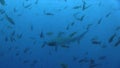 Scalloped hammerhead shark Sphyrna lewini around cleaning station. Wolf island. Galapagos islands.