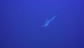 Scalloped hammerhead shark Sphyrna lewini Dedalus reef Red sea