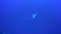 Scalloped hammerhead shark Sphyrna lewini near Roca Partida island from Revillagigedo Archipelago