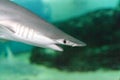 Scalloped hammerhead shark Sphyrna lewini swims across a coral reef