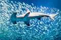 Scalloped hammerhead shark surrounded by fish