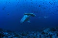 Scalloped hammerhead shark swims over the coral platform at Darwin Arch, Galapagos