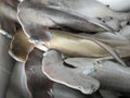 The scalloped hammerhead is a species of hammerhead shark