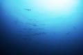 Scalloped hammerhead, sphyrna lewini, Malpelo Island