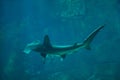 Scalloped hammerhead (Sphyrna lewini). Royalty Free Stock Photo