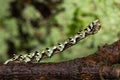 Scalloped hazel moth (Odontopera bidentata) caterpillar