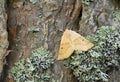 Scalloped oak, Crocallis elinguaria resting on pine bark