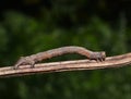 Geometer moth camouflage resemble wooden stick