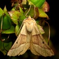 Scalloped oak moth (Crocallis elinguaria)