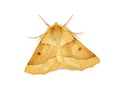 Scalloped oak moth