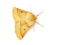 Scalloped oak moth