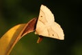 A Scalloped Oak Moth Crocallis elinguaria perched on a leaf.