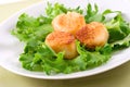 Scallops Royalty Free Stock Photo