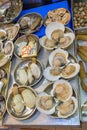 Scallops and Geoduck Royalty Free Stock Photo