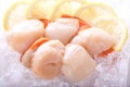 Scallops on ice with lemon Royalty Free Stock Photo