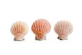 Scallops/sea shells on a white background