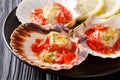 Scallops served with a shell with sauce, tomatoes and parsley cl Royalty Free Stock Photo