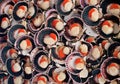 Scallops on shell background, sea food concept pattern Royalty Free Stock Photo