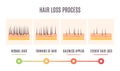 Scalp skin cross section diagram showing hair loss process