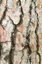 scaly bark of a pine tree and ants Royalty Free Stock Photo