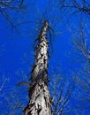 Scaly bark of a shagbark hickory silhouetted against a blue sky.