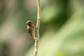 Scaly beasted Munia Royalty Free Stock Photo