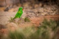 Scaly-breasted bird lorikeet in the nature park