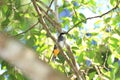 Scaly-breasted Bulbul Royalty Free Stock Photo